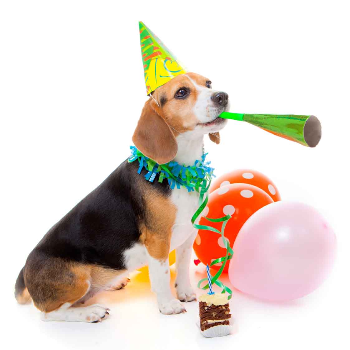 Birthday Ecard – A Beagle Dressed for Birthday