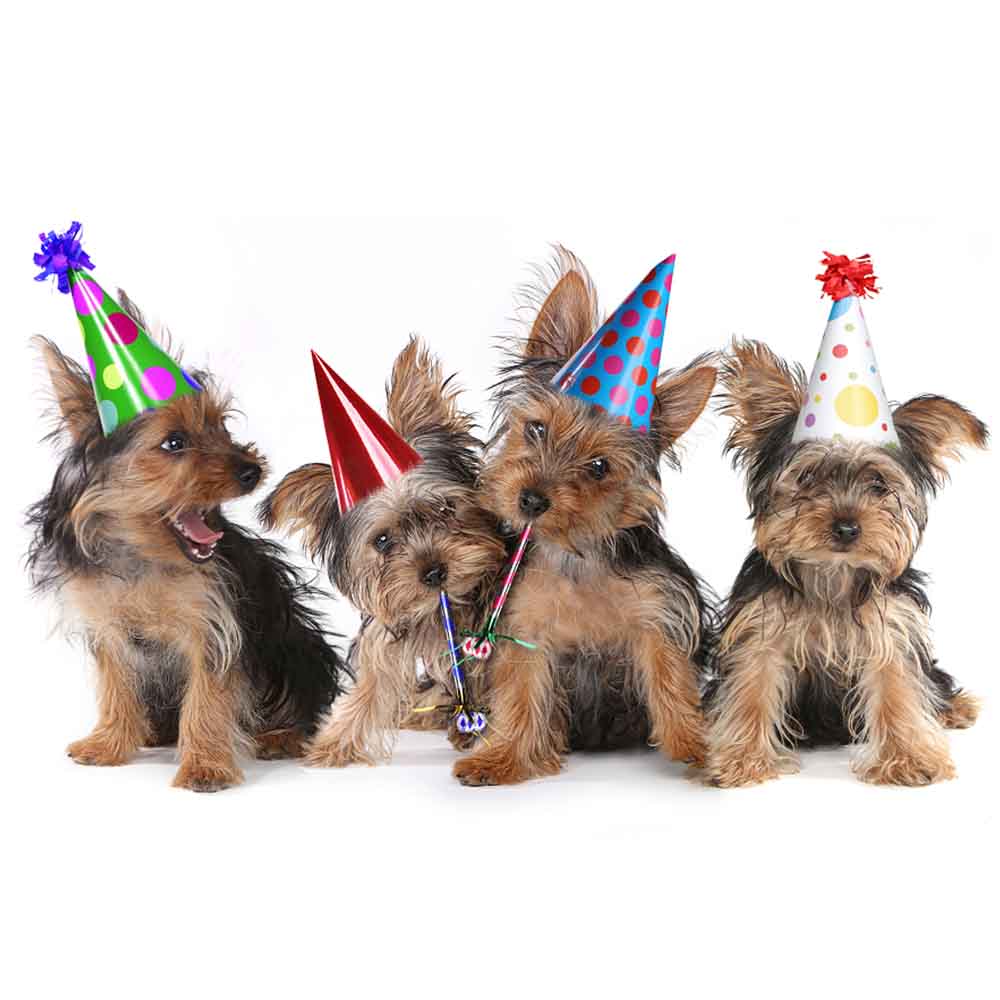 Birthday greetings card, four Yorkshire Terriers in Party Hats eCard